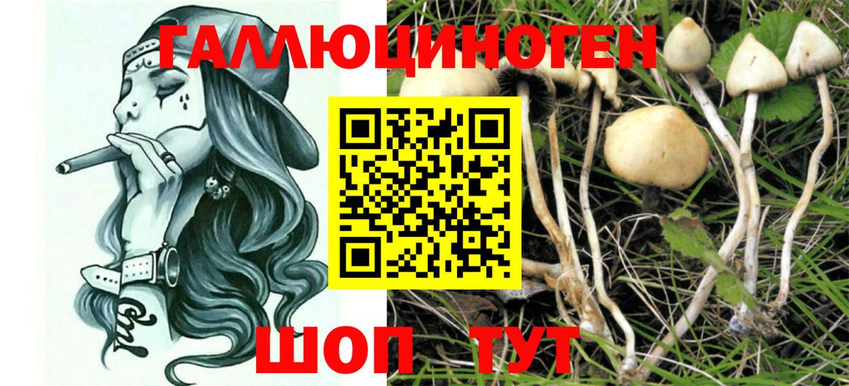 Псилоцибиновые грибы Cubensis Железногорск